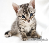 Bengal cat silver 